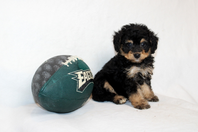 puppy, for, sale, Mini Bernedoodle F2, Matthew B. Stoltzfus, dog, breeder, Gap, PA, dog-breeder, puppy-for-sale, forsale, nearby, find, puppyfind, locator, puppylocator, aca